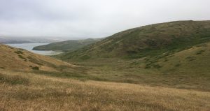 The herd of elk (very hard to see in the center of this photo) consisted of male and female adults and a couple of calves, all browsing and lolling about in White Gulch. Tomales Bay is in the distance. (Photo by Allison Kidder)