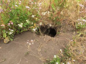 Close up of American Badger burrow on the side of the trail near Pierce Ranch, Point Reyes National Seashore. (Photo by Allison Kidder)